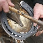 Hands of the farrier nailing a horseshoe to the hoof.